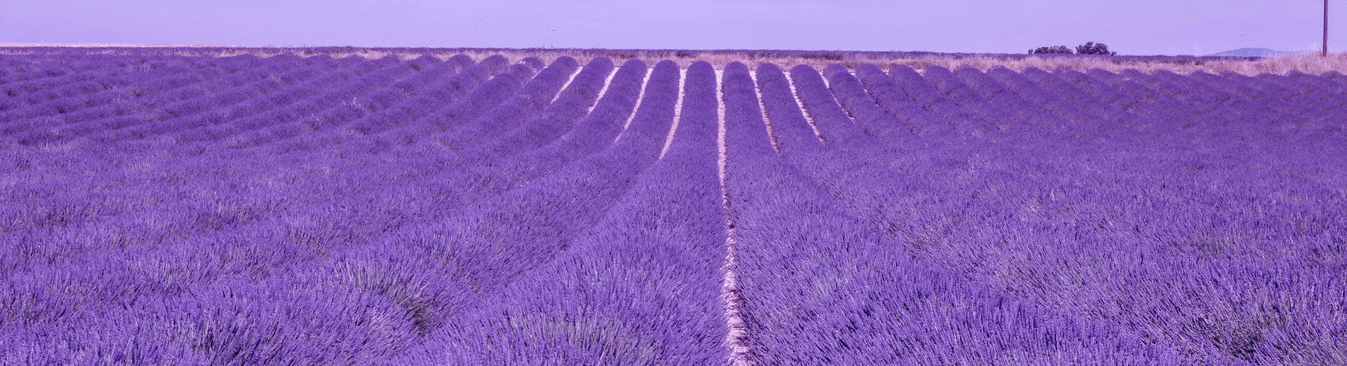 Lavender field and blue sky